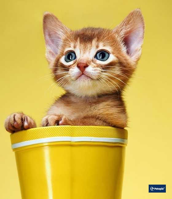 hakkimizda-umraniye-veteriner-klinigi-petopia