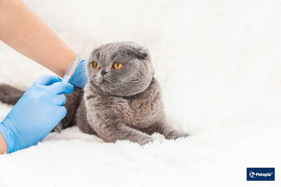 asi-surecinde-veteriner-kontrolunun-onemi