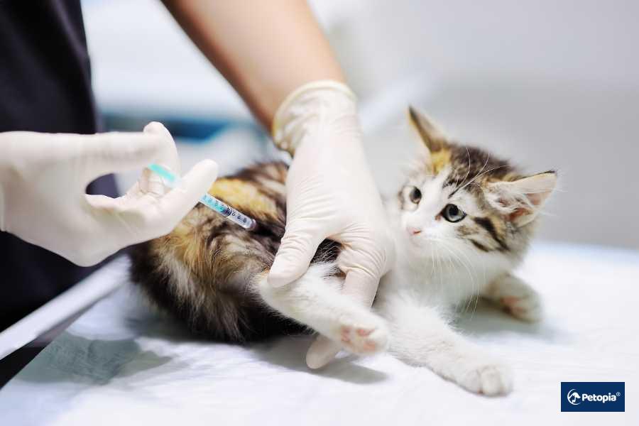 evcil-hayvanlar-icin-dahiliye-hizmeti-teshis-ve-tedavi