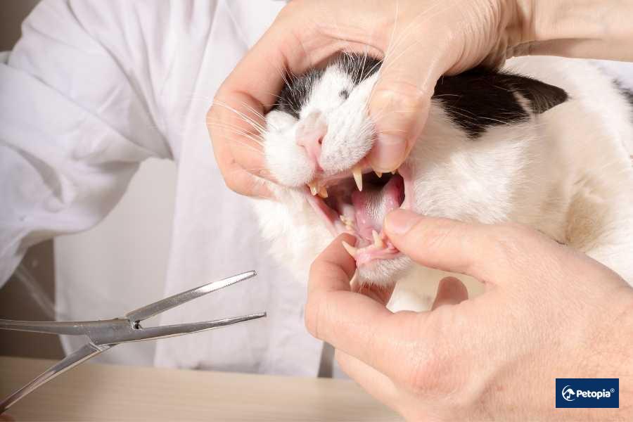 evcil-hayvanlar-icin-evde-dis-bakim-onerileri