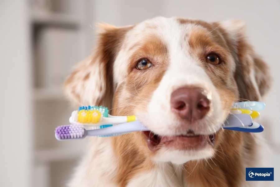 evcil-hayvanlarda-dis-bakimi-ve-dental-muayene