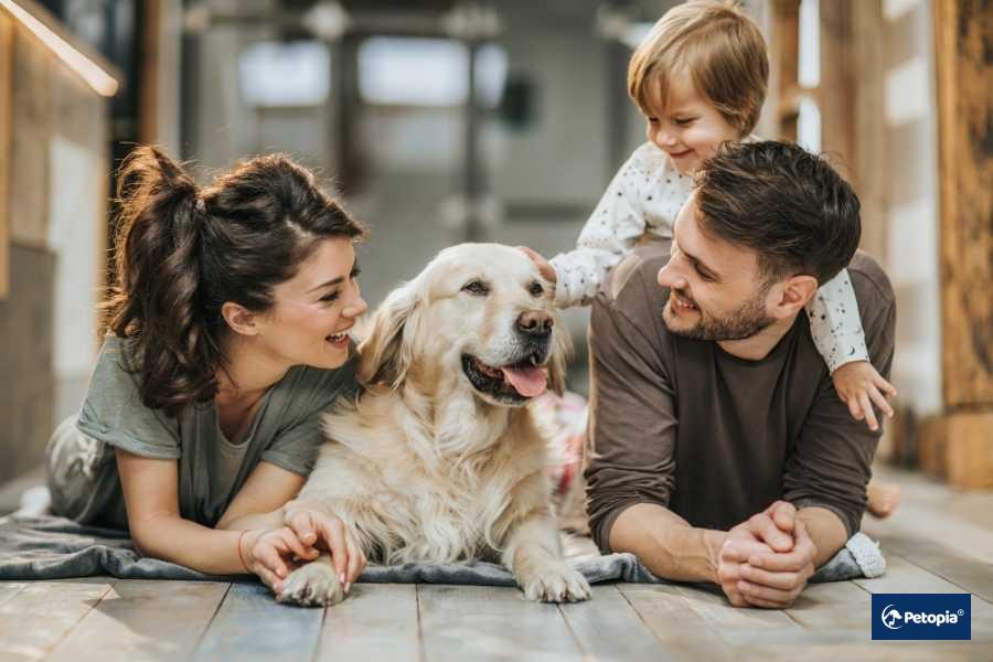 evde-yasayan-kopekler-asi-olmali-mi