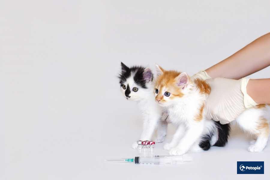 kedi-parazit-asilari