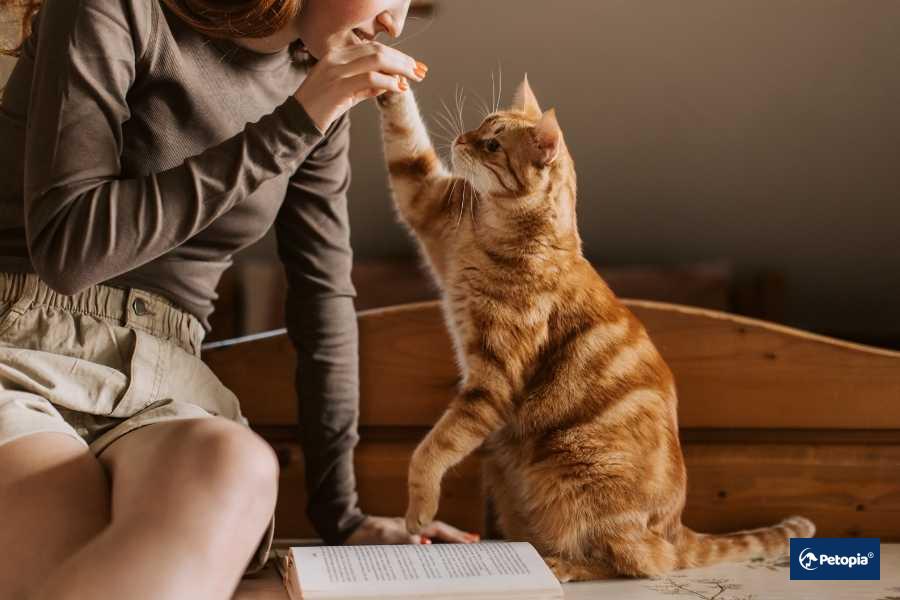 kisirlastirma-umraniye-veteriner