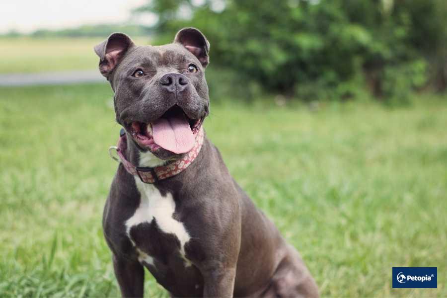 kopek-asilari-umraniye-veteriner