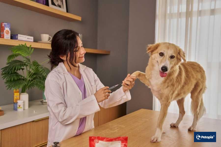 kopek-asilarinda-veteriner-kontrolu