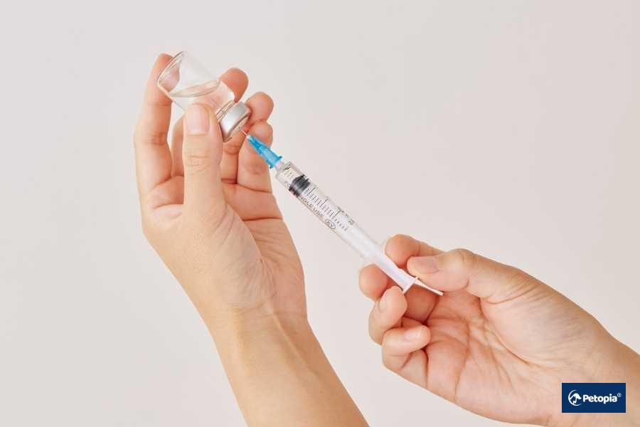 kopeklerde-parazit-asisi