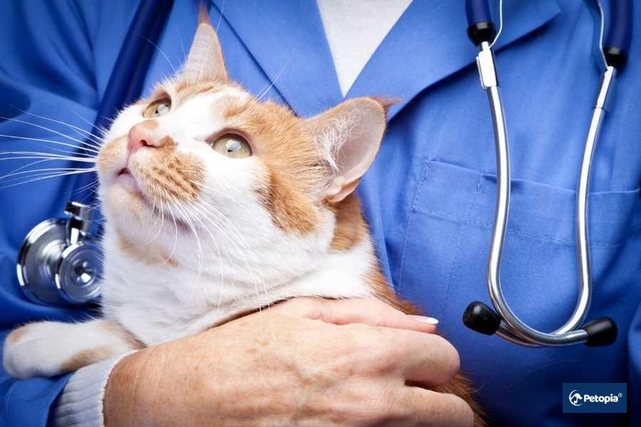 koruyucu-veteriner-hekim-petopia