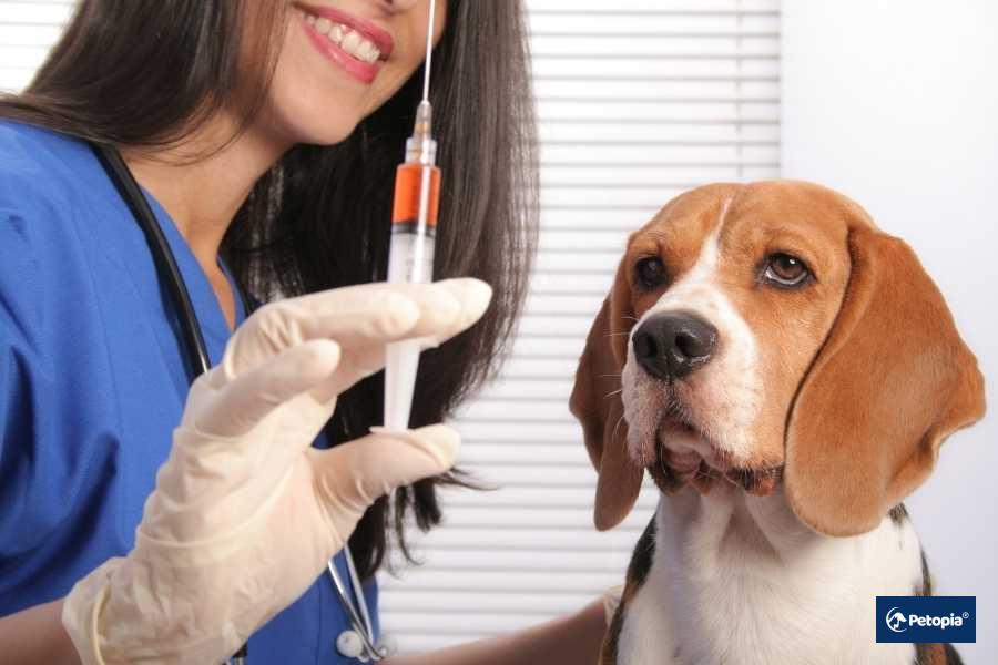 kuduz-titrasyon-testi-umraniye-veteriner