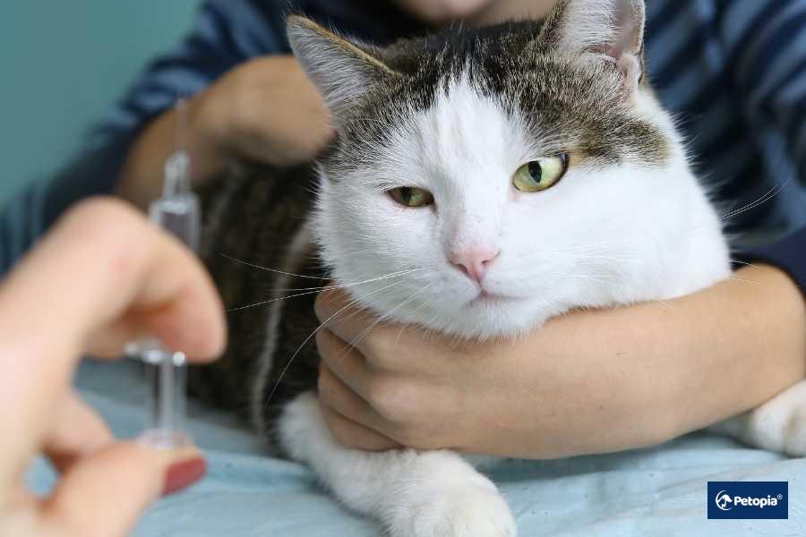 petopiada-asi-sureci-nasil-isler