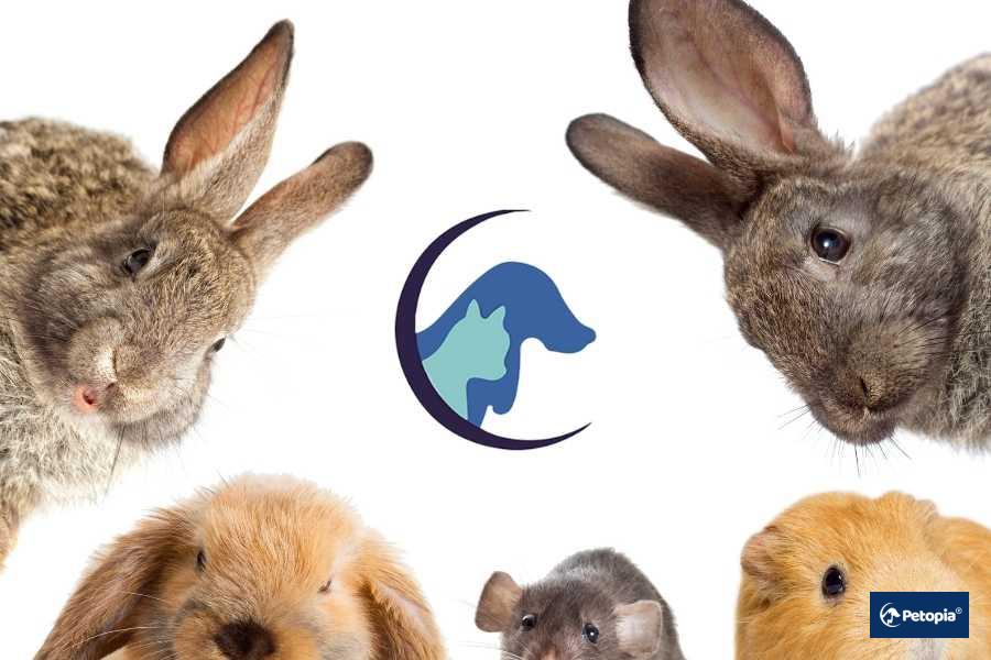 umraniye-kemirgen-veterineri