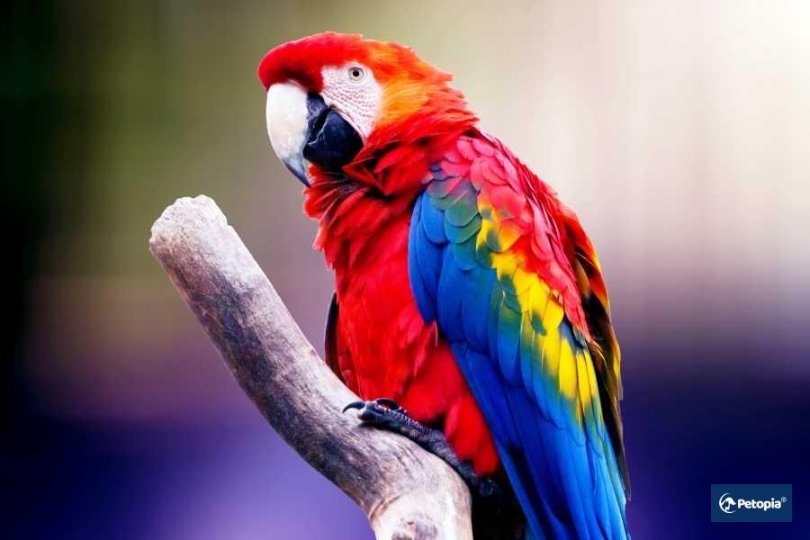 umraniye-kus-veterineri