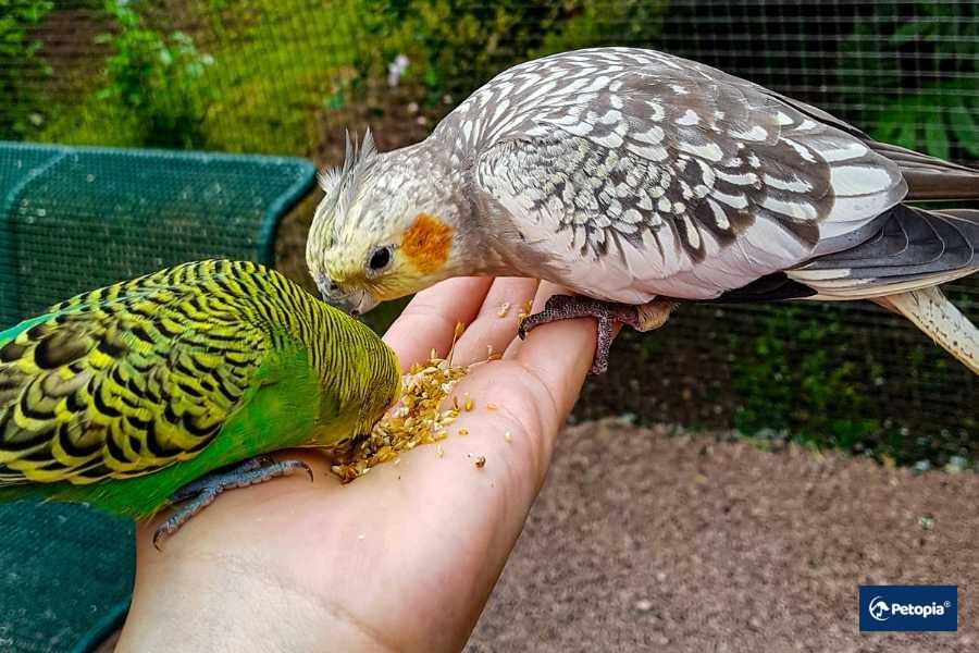 umraniye-kus-ve-egzotik-hayvan-veterineri