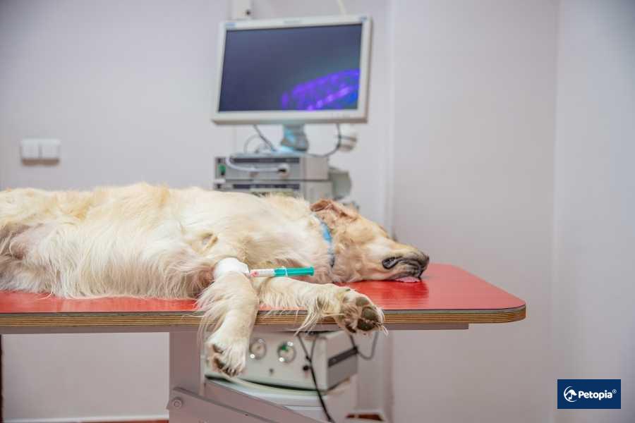 umraniye-petopia-acil-mudahale