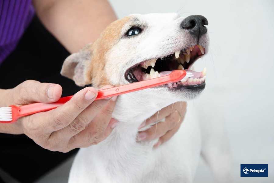 umraniye-veteriner-dental-muayene-ve-dis-bakimi