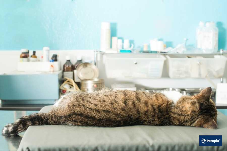 umraniye-veteriner-klinigi-dahiliye-hizmeti