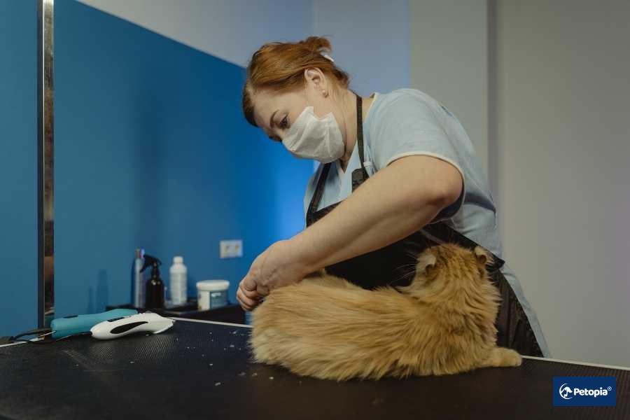 umraniyede-pet-kuafor-hizmeti