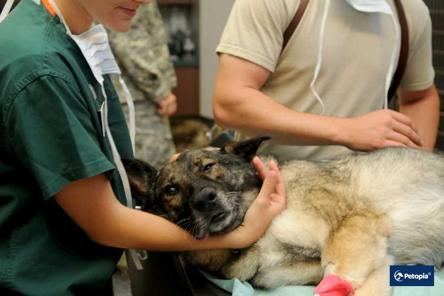 veteriner-hekim-acil-mudahale-hizmeti