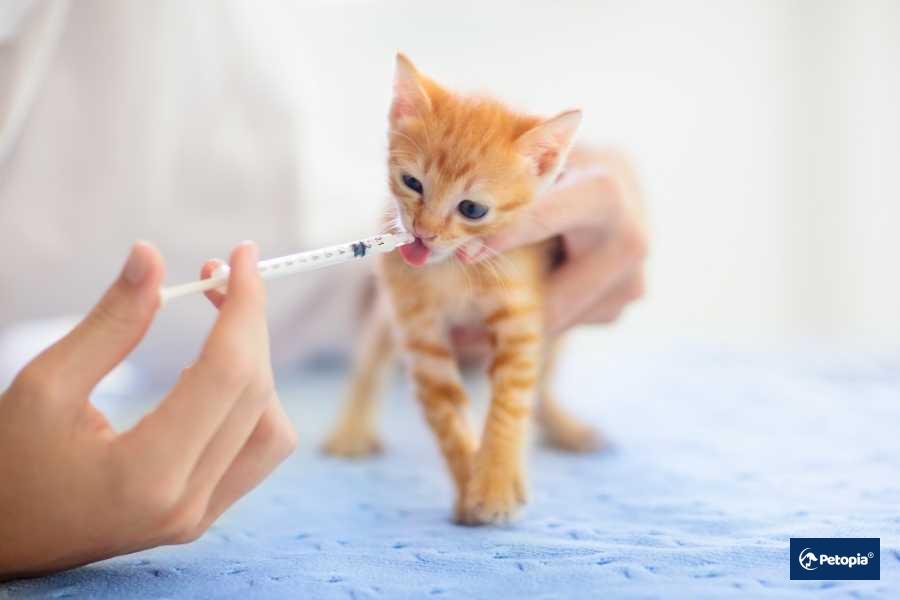 yavru-kedi-asi-takvimi