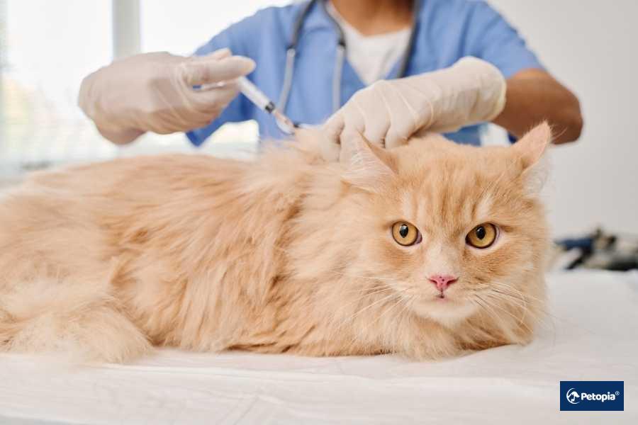 yetiskin-kedi-asi-takvimi