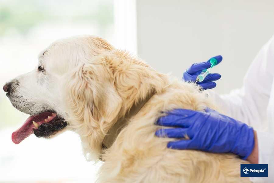 yetiskin-kopeklerde-asi-takvimi