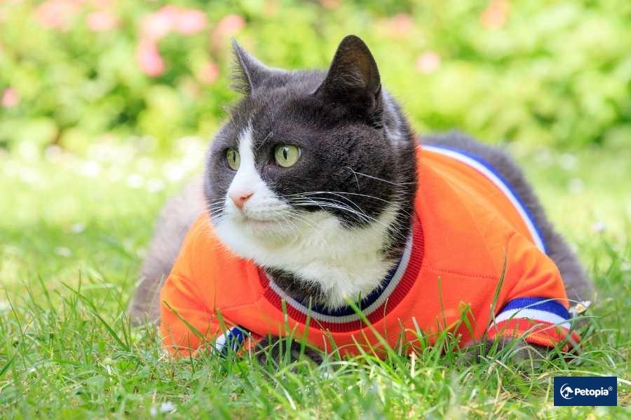 Kedi Hastalıkları