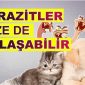 kedi-ve-kopek-parazitleri-nelerdir