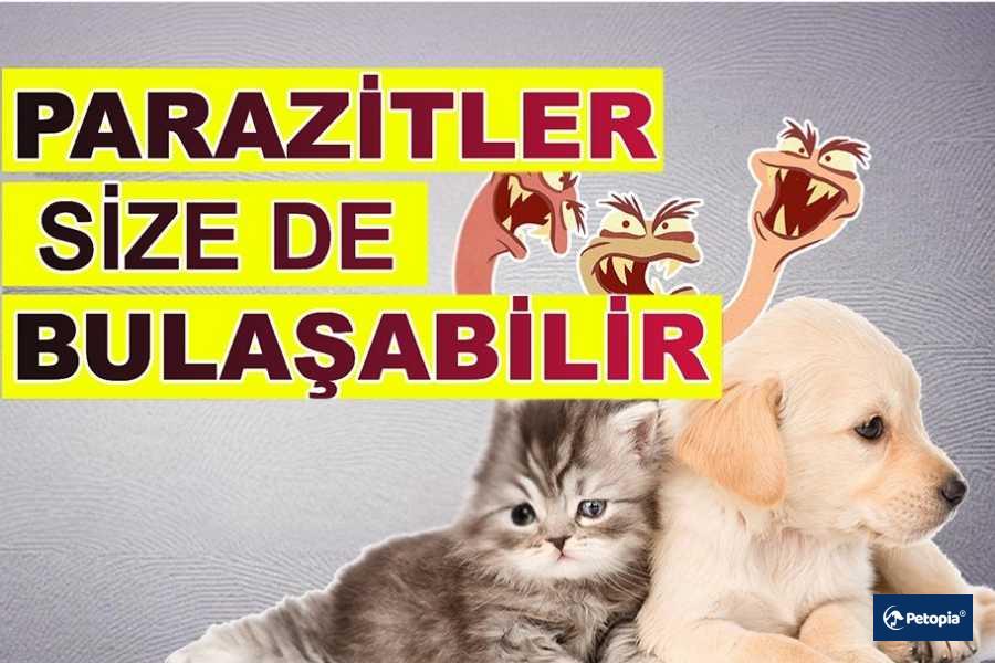 kedi-ve-kopek-parazitleri-nelerdir