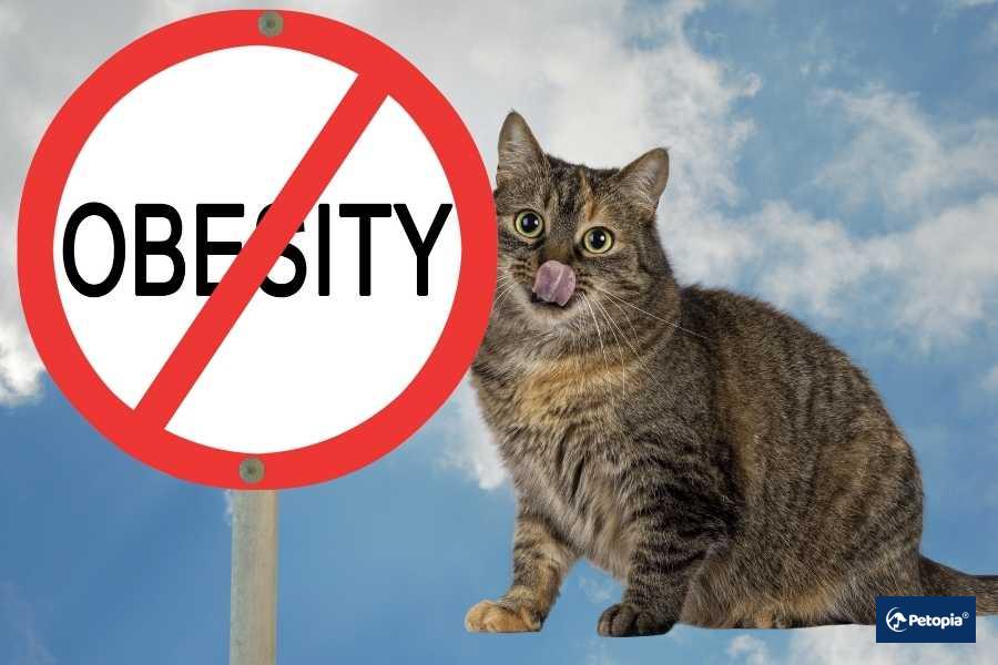 kedi-ve-kopeklerde-guvenli-kilo-verme-petopia