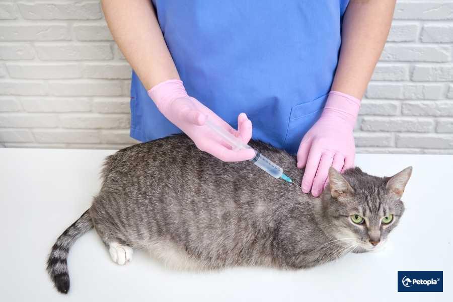 kedi-ve-kopeklerde-guvenli-kilo-verme-yontenleri-petopia