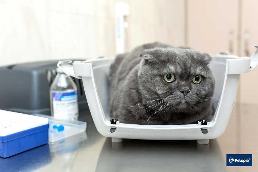 kedi-ve-kopeklerde-obezitenin-tum-riskleri-petopia