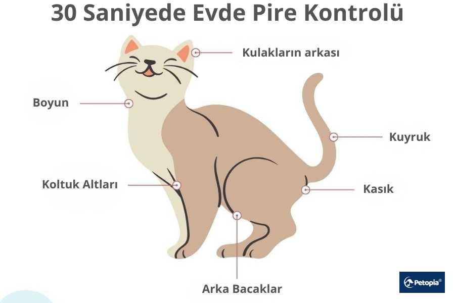 30-saniyede-pire-kontrolu