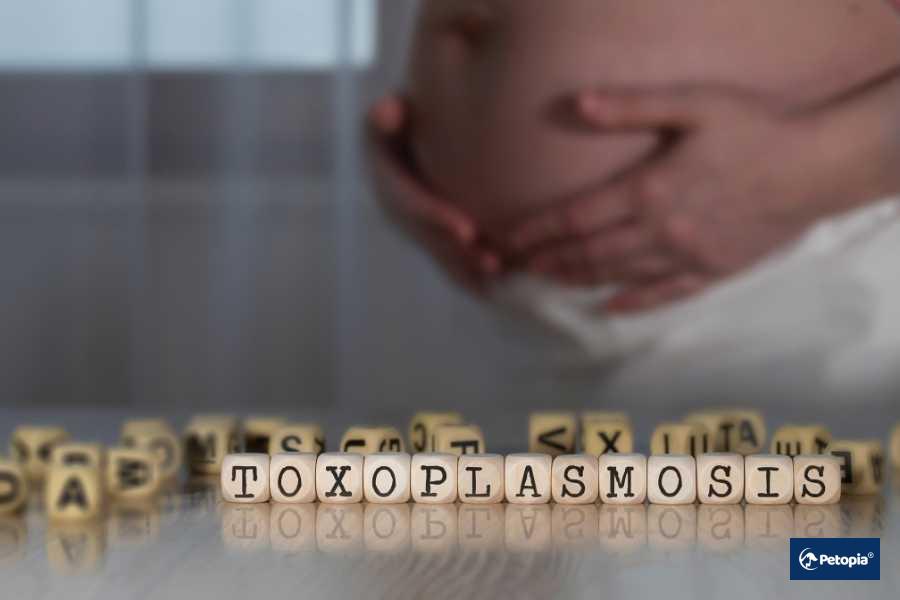 gebelikte-toksoplazma-konjenital-toksoplazma