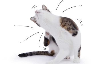 kedi-piresi-belirtileri-ve-guvenli-temizlik-yontemleri