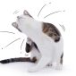 Kedi Piresi Belirtileri ve Guvenli Temizlik Yontemleri 85x85