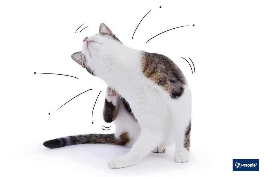 kedi-piresi-belirtileri-ve-guvenli-temizlik-yontemleri