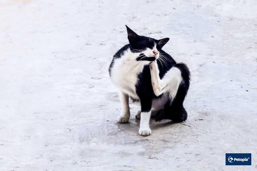 kedi-piresi-nasil-anlasilir