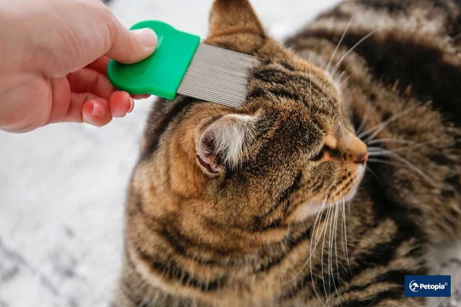 kedi-piresi-nasil-temizlenir
