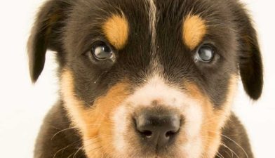 kopeklerde-genclik-hastaligi-distemper