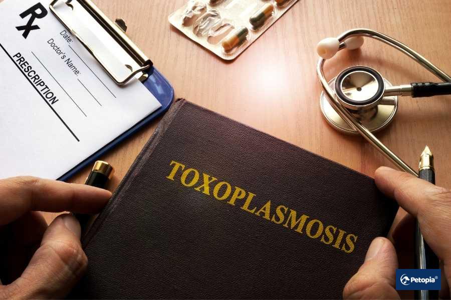 toksoplazmadan-korunma-yollari-nelerdir