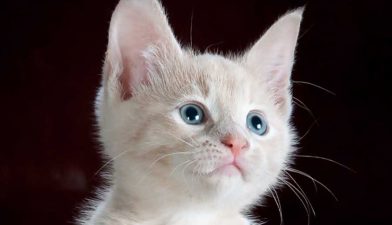 kedilerde-mantar-hastaligi-ve-belirtileri