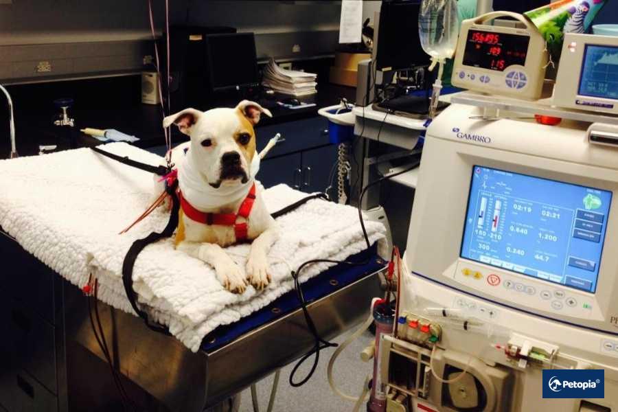 kopeklerde-kanli-ishal-acil-durumlari