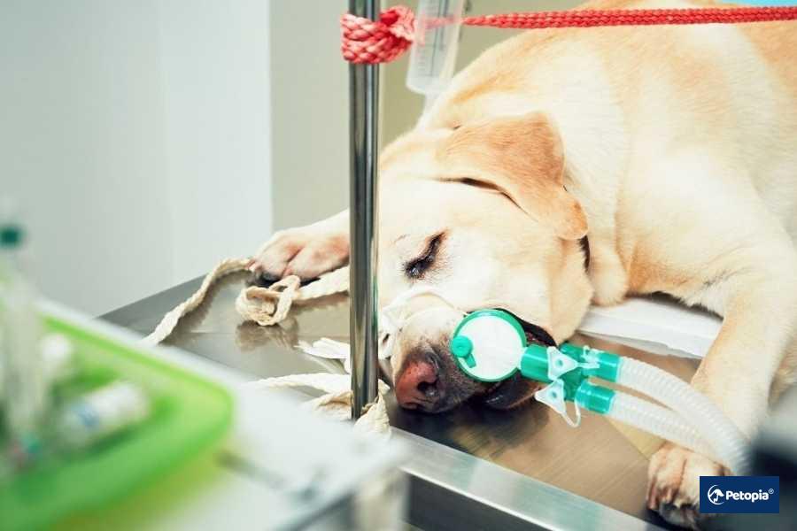 kopeklerde-kanli-ishal-bulasici-midir