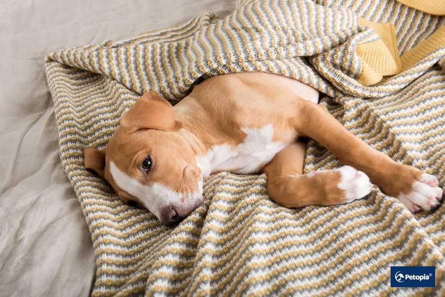 kopeklerde-kanli-ishal-kac-gun-surer