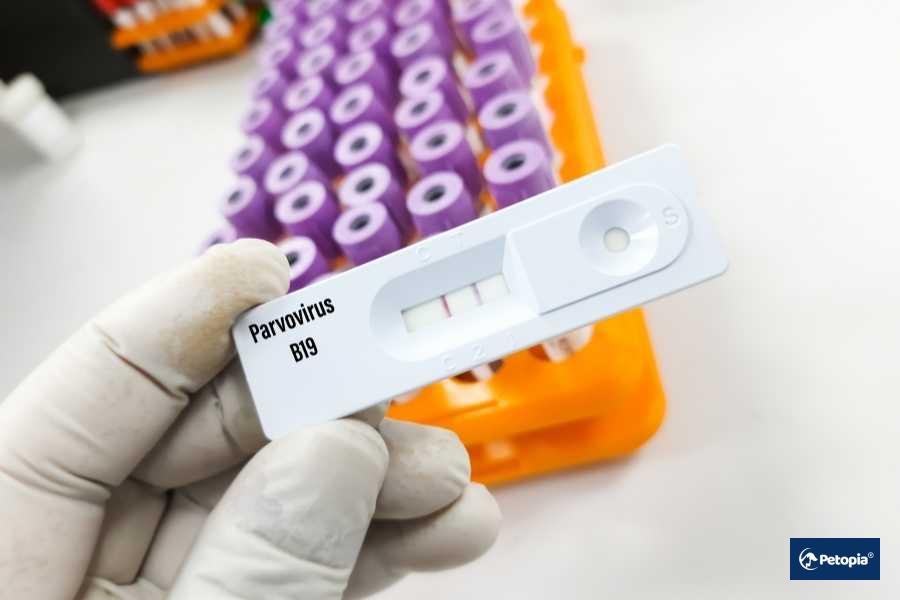 kopeklerde -kanli-ishal-nedir