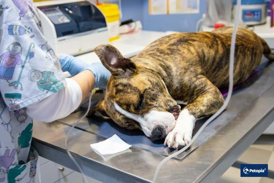 umraniye-veteriner-kanli-ishal-tedavisi