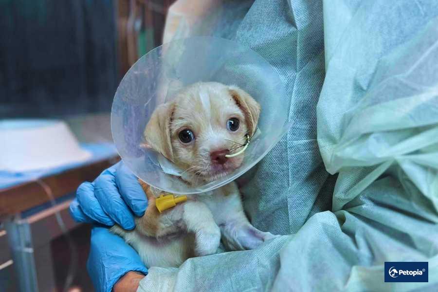 yavru-kopeklerde-kanli-ishal-riski