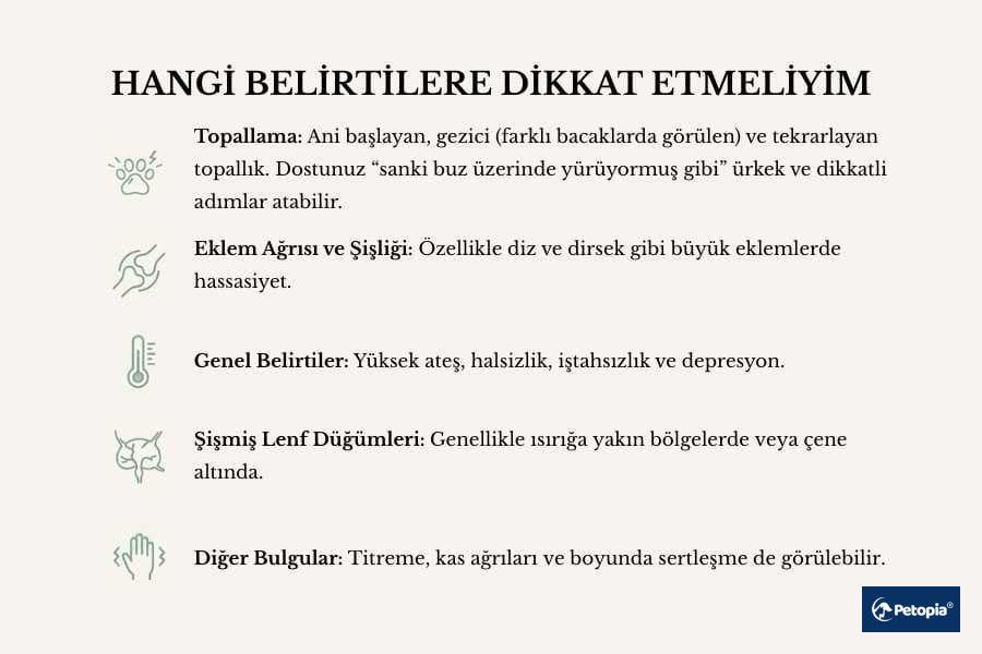 lyme-hastaligi-belirtileri