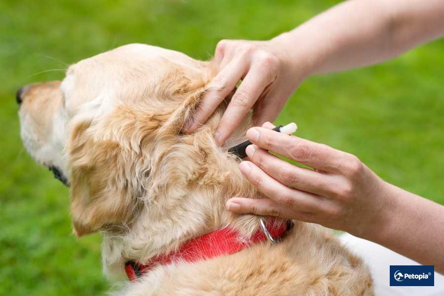 lyme-hastaligi-insana-bulasir-mi