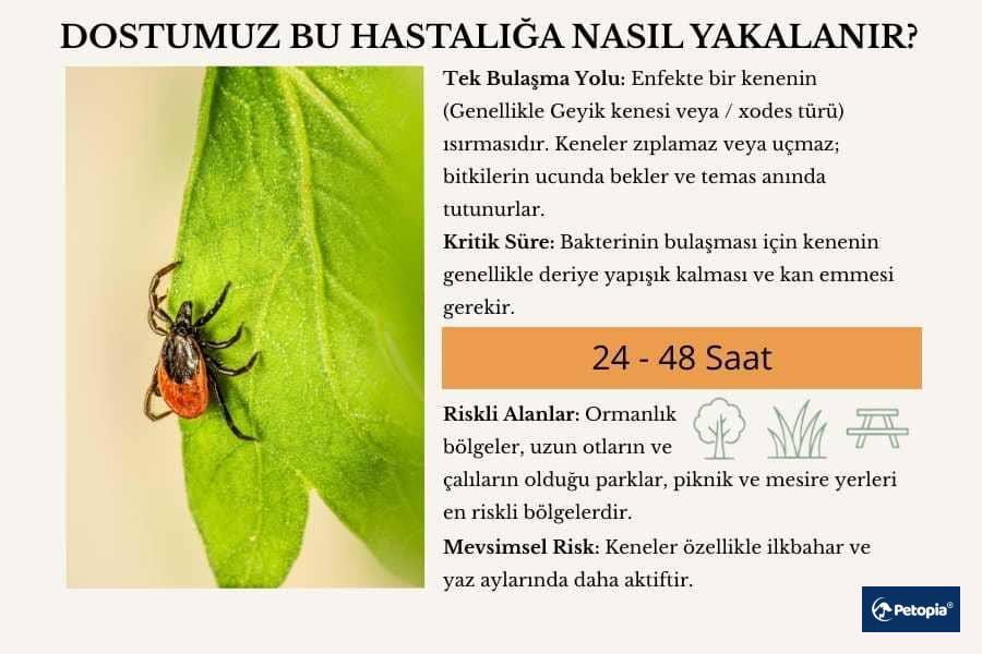 lyme-hastaligi-nasil-bulasir
